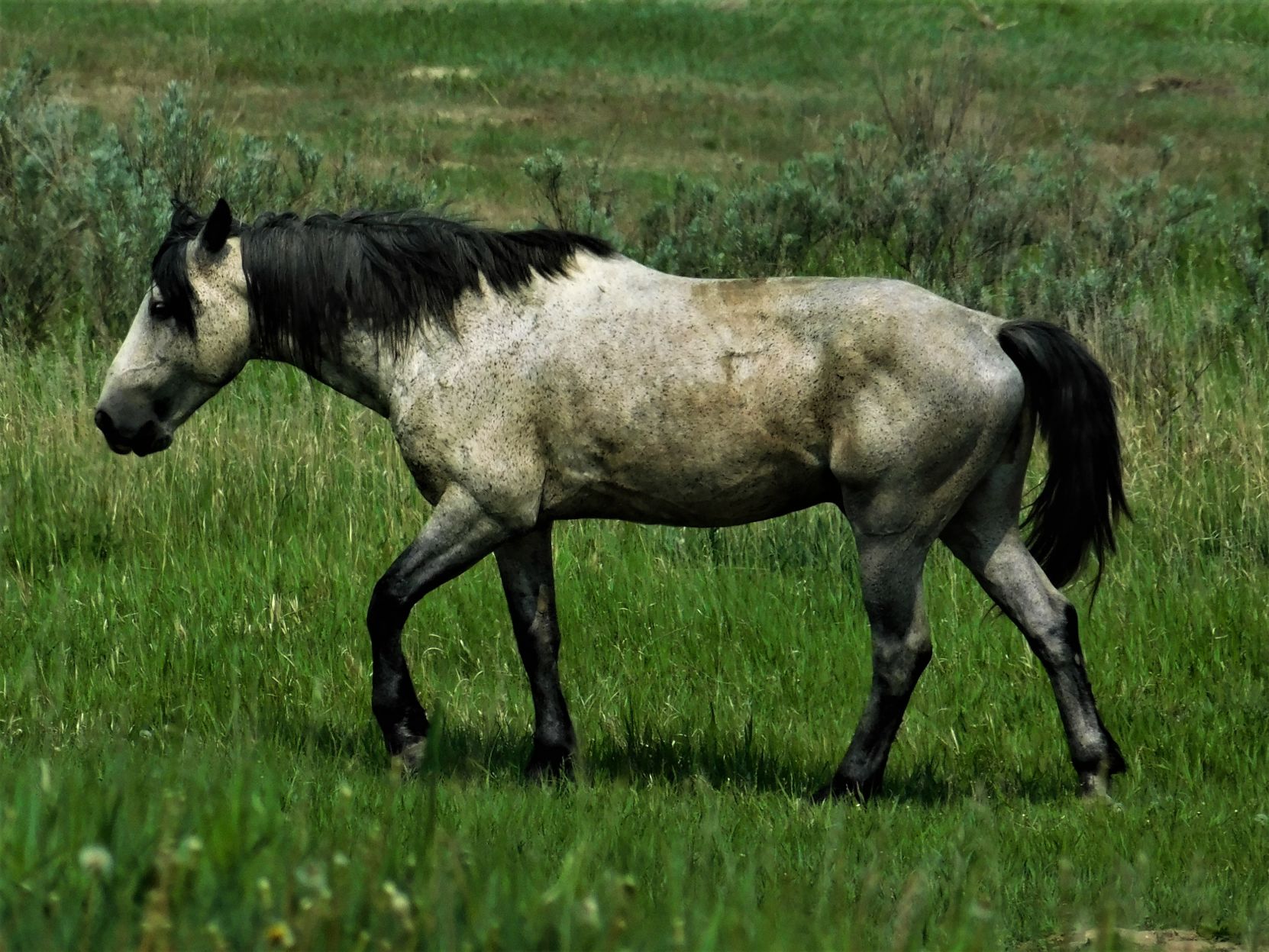Teton the wild one